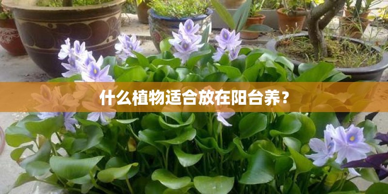 什么植物适合放在阳台养？