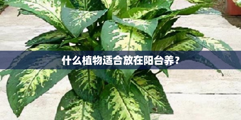 什么植物适合放在阳台养？