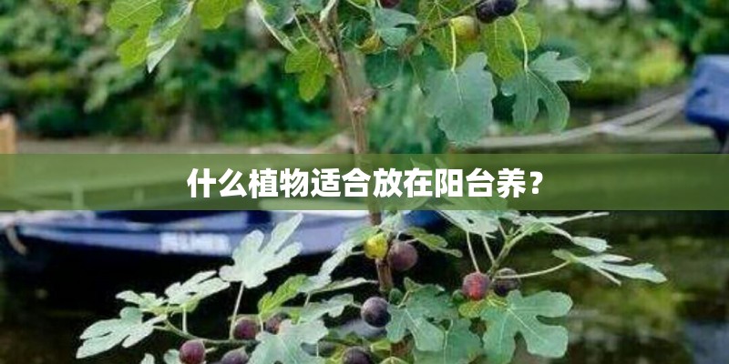 什么植物适合放在阳台养？