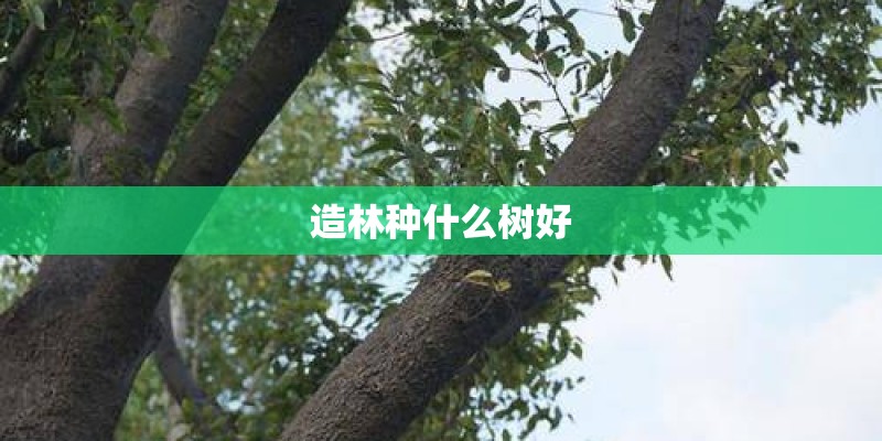 造林种什么树好