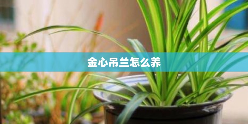 金心吊兰怎么养