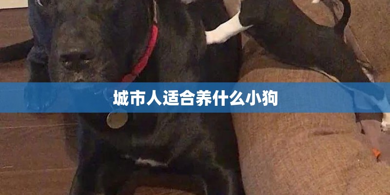 城市人适合养什么小狗