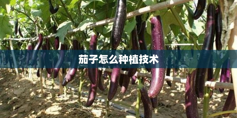 茄子怎么种植技术