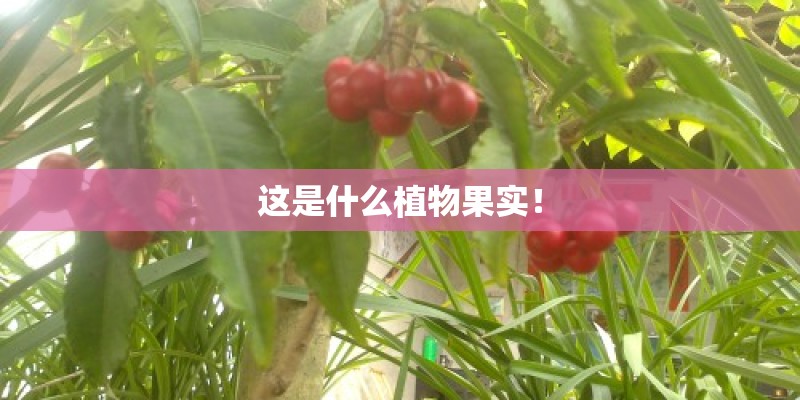 这是什么植物果实！