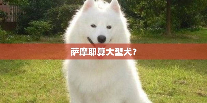 萨摩耶算大型犬？