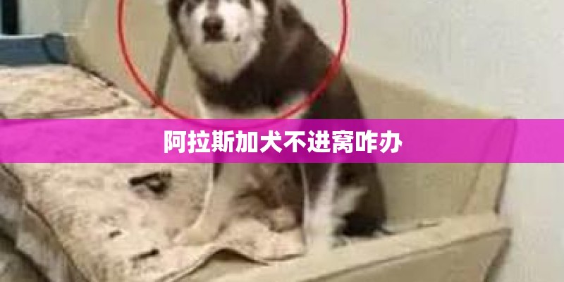 阿拉斯加犬不进窝咋办