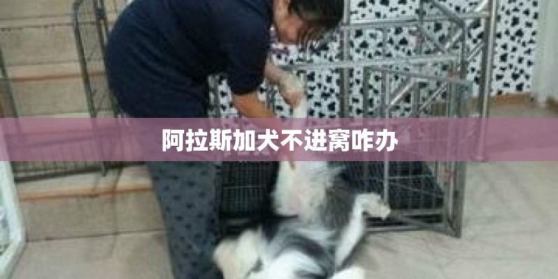 阿拉斯加犬不进窝咋办