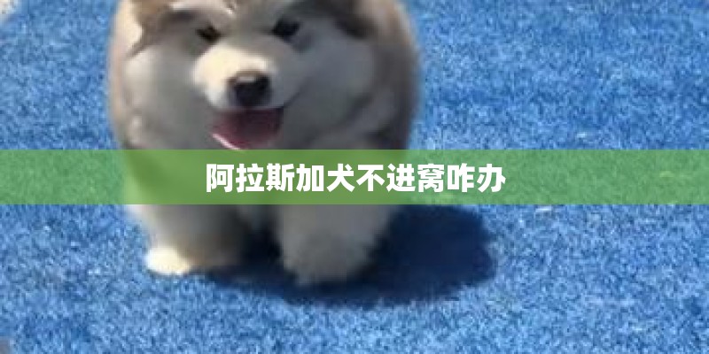 阿拉斯加犬不进窝咋办