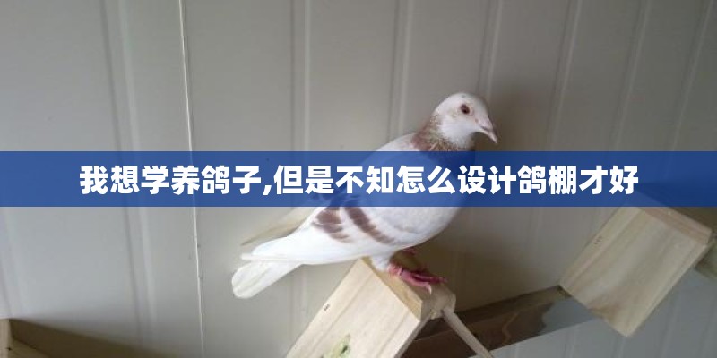 我想学养鸽子,但是不知怎么设计鸽棚才好