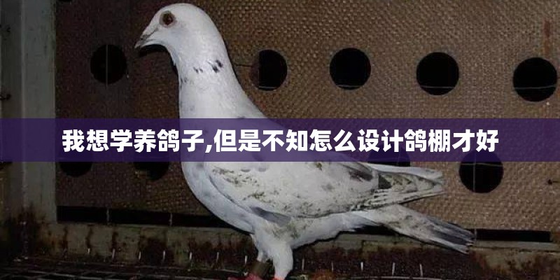 我想学养鸽子,但是不知怎么设计鸽棚才好