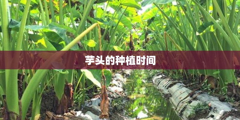 芋头的种植时间