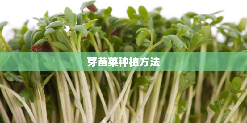 芽苗菜种植方法