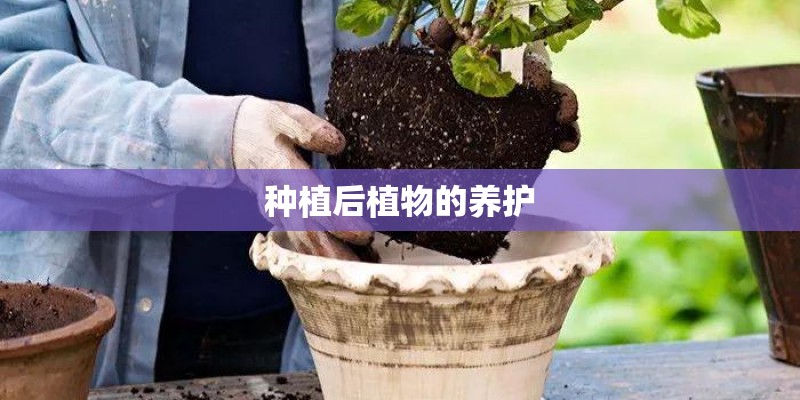 种植后植物的养护