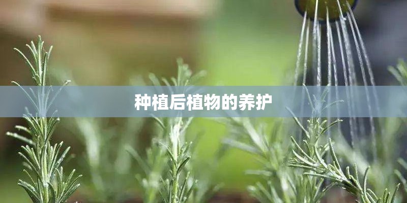 种植后植物的养护