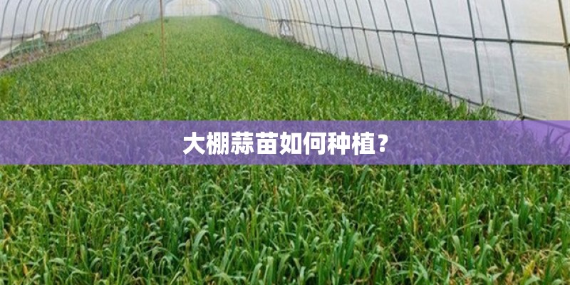 大棚蒜苗如何种植？