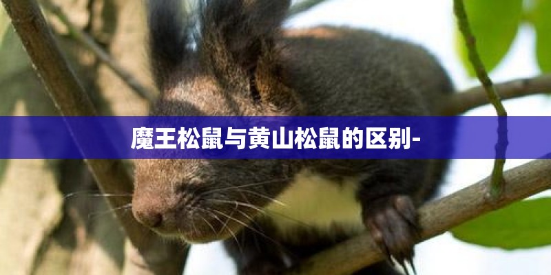 魔王松鼠与黄山松鼠的区别-