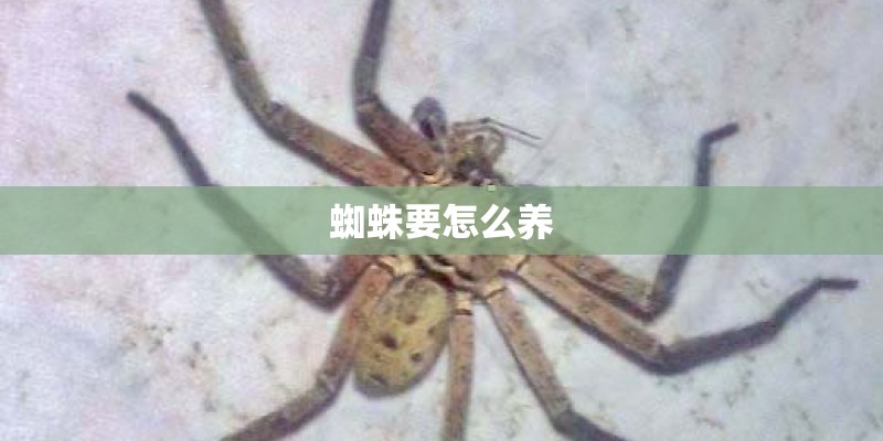 蜘蛛要怎么养