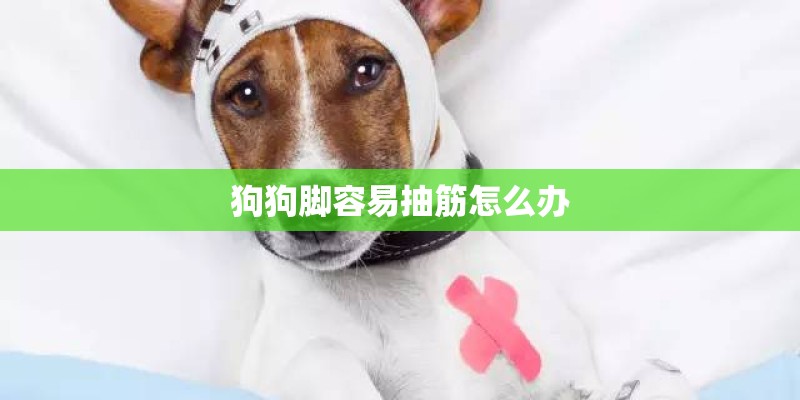 狗狗脚容易抽筋怎么办