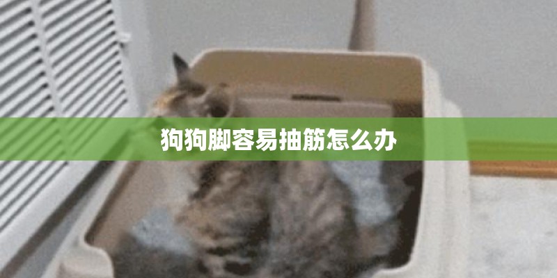 狗狗脚容易抽筋怎么办