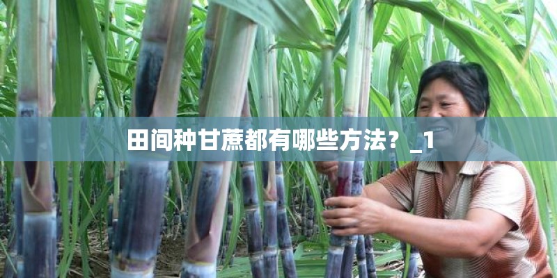 田间种甘蔗都有哪些方法？_1