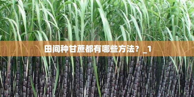 田间种甘蔗都有哪些方法？_1