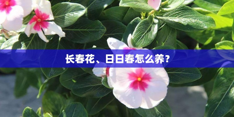 长春花、日日春怎么养？
