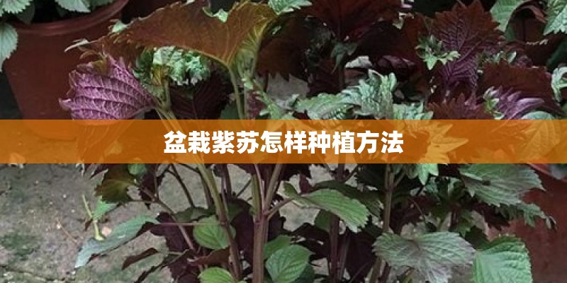 盆栽紫苏怎样种植方法