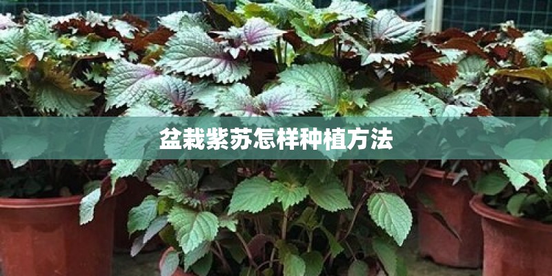 盆栽紫苏怎样种植方法