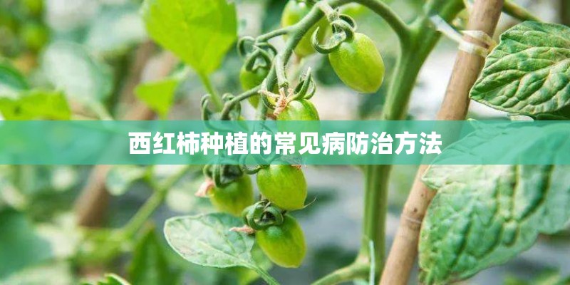 西红柿种植的常见病防治方法