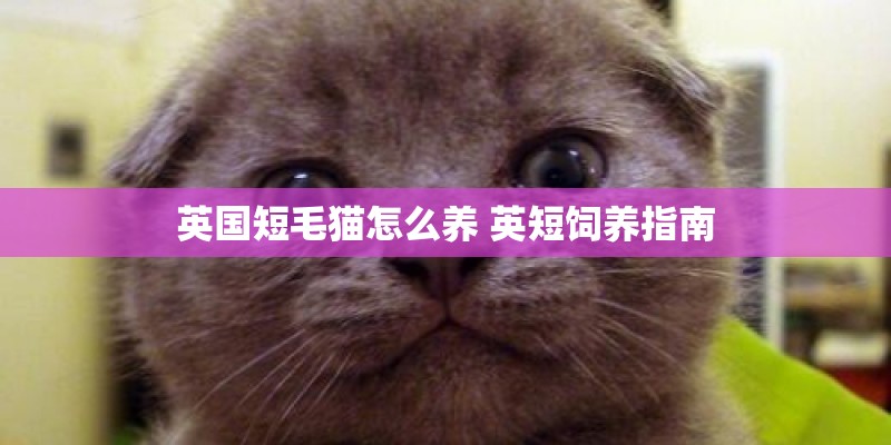 英国短毛猫怎么养 英短饲养指南