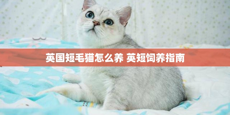 英国短毛猫怎么养 英短饲养指南