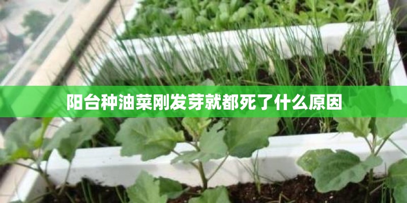 阳台种油菜刚发芽就都死了什么原因