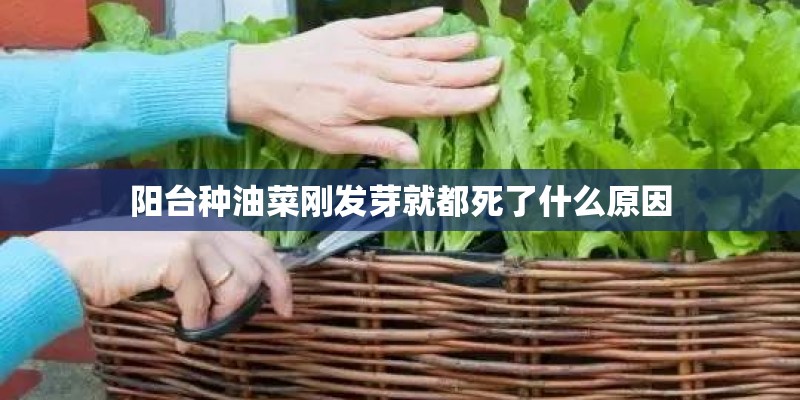 阳台种油菜刚发芽就都死了什么原因