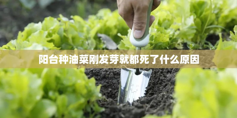 阳台种油菜刚发芽就都死了什么原因