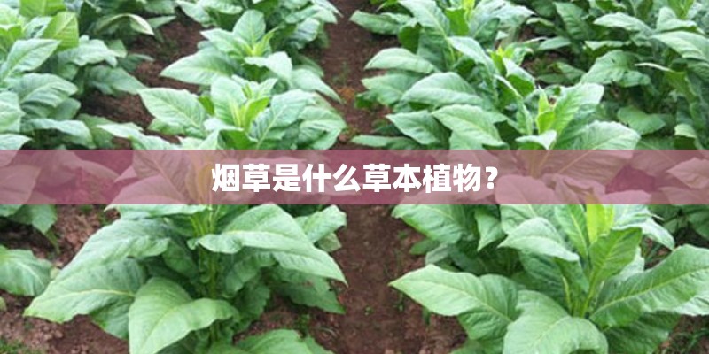 烟草是什么草本植物？