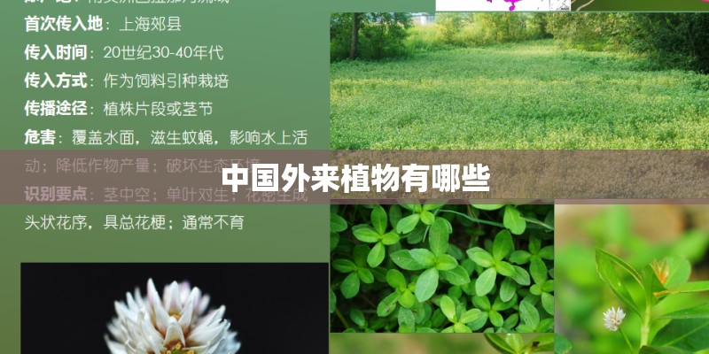 中国外来植物有哪些