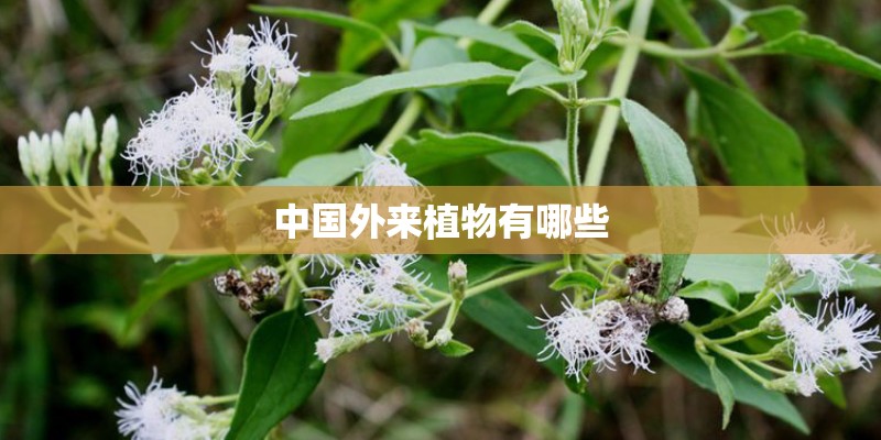 中国外来植物有哪些