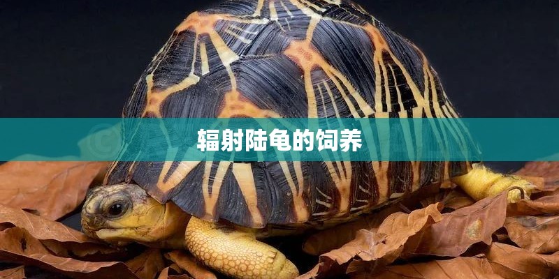辐射陆龟的饲养