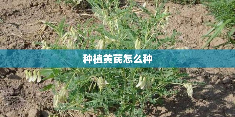 种植黄芪怎么种