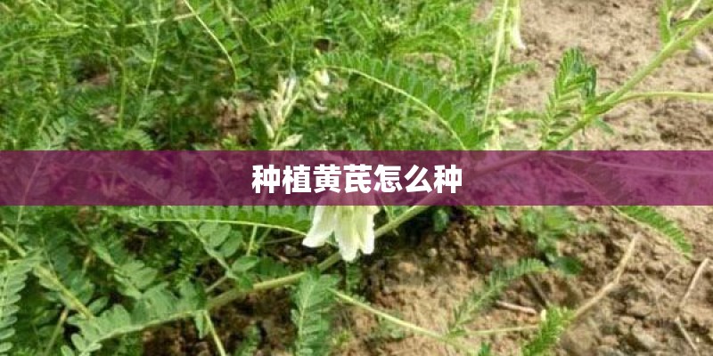 种植黄芪怎么种