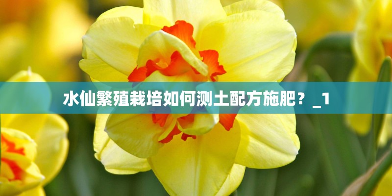水仙繁殖栽培如何测土配方施肥？_1