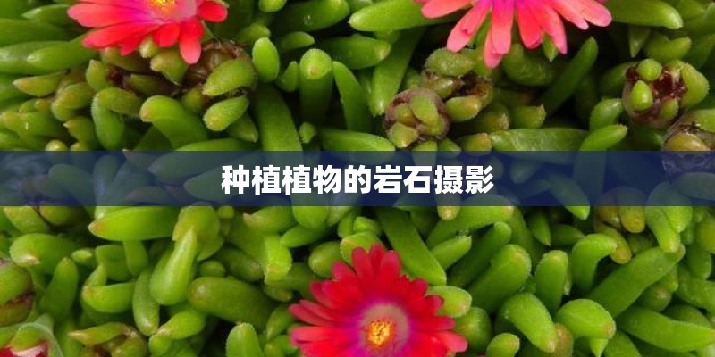 种植植物的岩石摄影