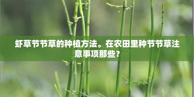 虾草节节草的种植方法。在农田里种节节草注意事项那些？
