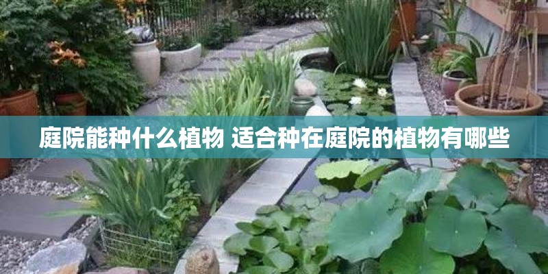 庭院能种什么植物 适合种在庭院的植物有哪些