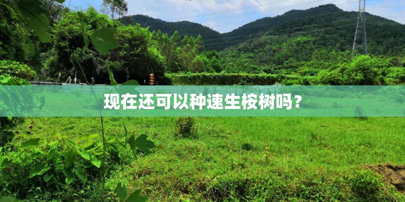 现在还可以种速生桉树吗？