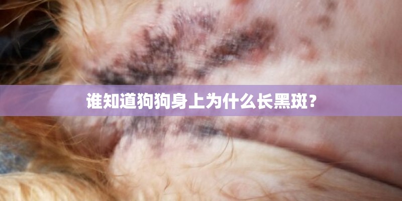 谁知道狗狗身上为什么长黑斑？