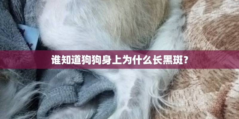 谁知道狗狗身上为什么长黑斑？