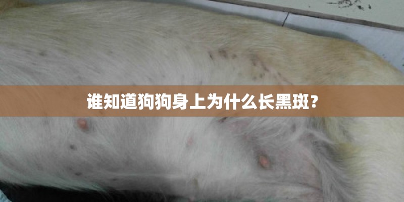 谁知道狗狗身上为什么长黑斑？