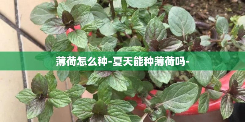 薄荷怎么种-夏天能种薄荷吗-