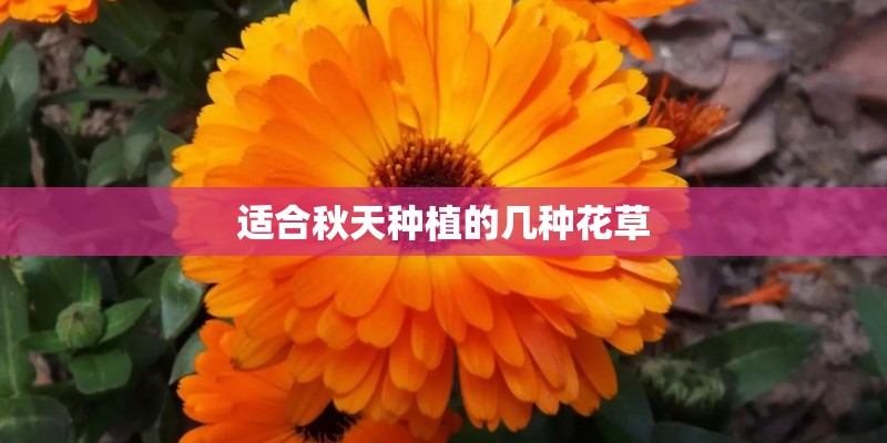 适合秋天种植的几种花草